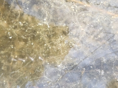 Utricularia olivacea