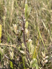 Asimina reticulata