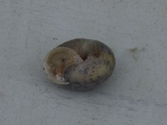 Euomphalia strigella