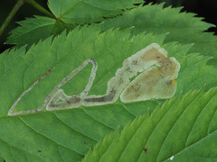 Agromyza spiraeoidearum