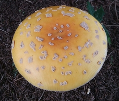 Amanita junquillea