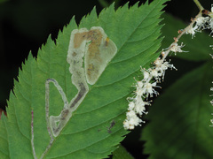 Agromyza spiraeoidearum