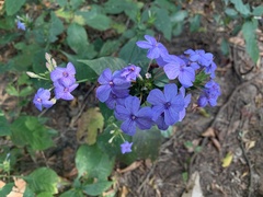 Eranthemum
