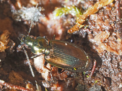 Agonum muelleri
