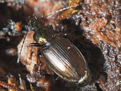 Agonum muelleri