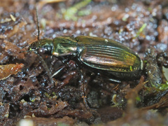 Agonum muelleri
