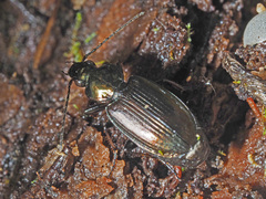 Agonum muelleri