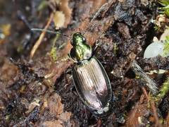 Agonum muelleri
