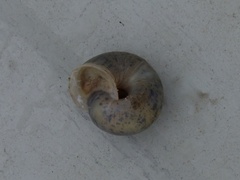 Euomphalia strigella