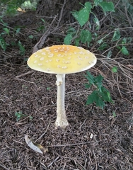 Amanita junquillea