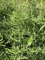 Vicia acutifolia