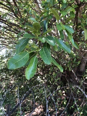 Ficus burkei