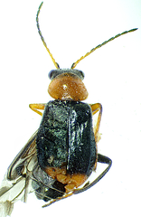 Ebaeus