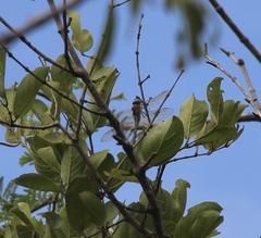 Anax ephippiger