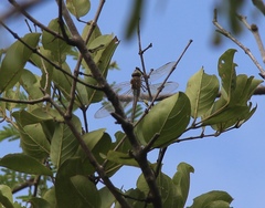 Anax ephippiger