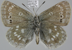 Satyrium semiluna