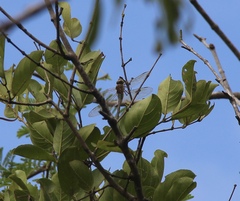 Anax ephippiger