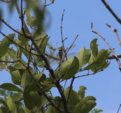 Anax ephippiger