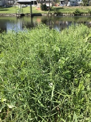 Vicia acutifolia
