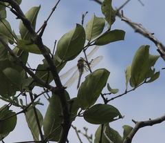 Anax ephippiger