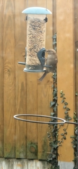 Passer domesticus