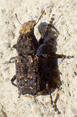Platyrhinus resinosus