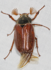 Melolontha melolontha