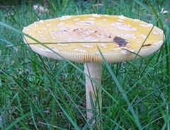 Amanita junquillea