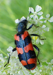 Trichodes alvearius