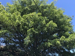 Ficus burkei