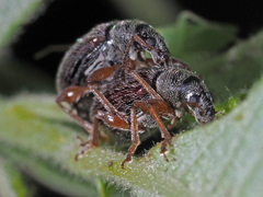 Phyllobius oblongus