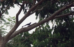 Phoeniculus purpureus