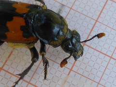 Nicrophorus vespillo