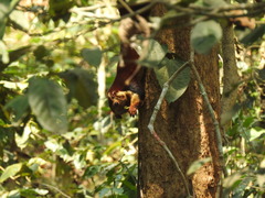 Ratufa indica
