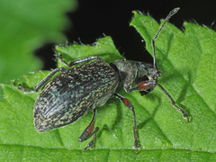 Phyllobius glaucus