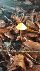 Mycena crocata