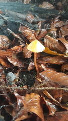 Mycena crocata