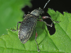 Phyllobius glaucus