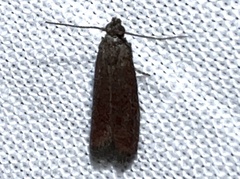 Varneria postremella