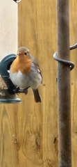 Erithacus rubecula
