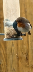 Erithacus rubecula