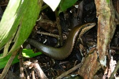 Copeoglossum nigropunctatum