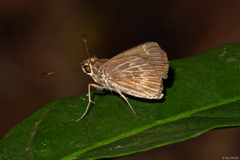 Vehilius stictomenes