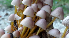 Mycena renati
