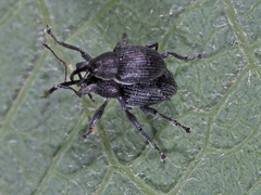 Archarius salicivorus