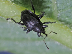 Archarius salicivorus