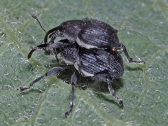 Archarius salicivorus