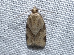 Clepsis peritana
