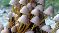 Mycena renati