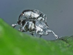 Archarius salicivorus